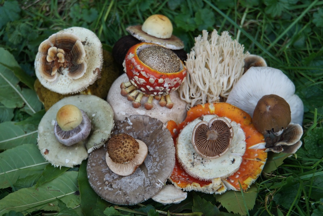 Colorful Mushrooms